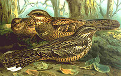 Козодой (Caprimulgus europaeus)